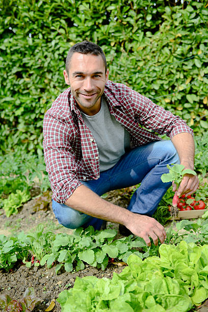istock handsome young gardener growing organic bio vegetables 540363928