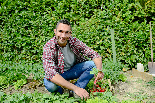 istock handsome young gardener growing organic bio vegetables 540364316
