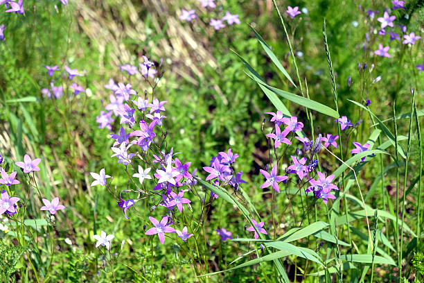 istock Meadow with many of bell flowers 540364994