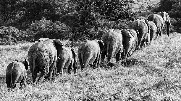istock Herd Of Elephants Walking In Single File (Monochrome) 540365362