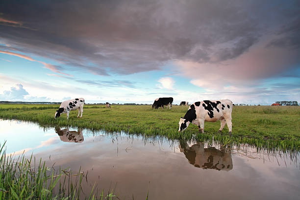 istock cows on pasture by river at sunset 540365508