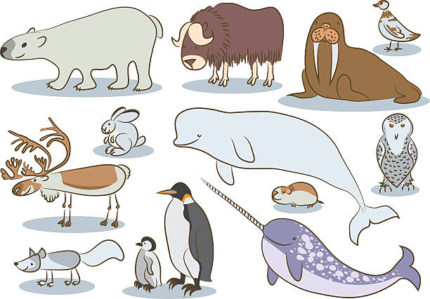 Set of arctic animals illustration in flat style, polar bear, penguin, reindeer,