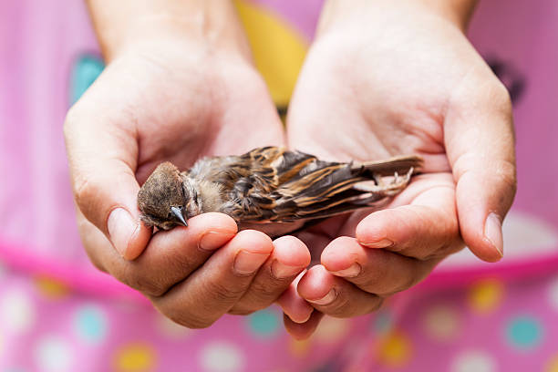 istock woman holding a dead bird 540365946