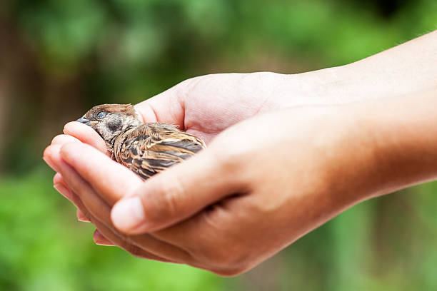 istock woman holding a dead bird 540366010
