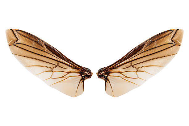 istock Wings of insect isolated on white background 540366926