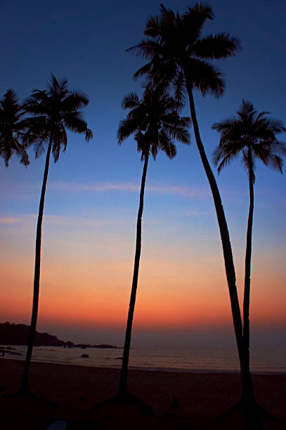 istock Palms and sun, tropical sunset taken in Goa, India 540367542