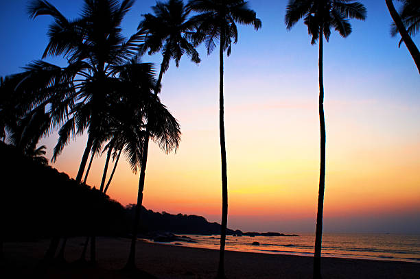 istock Palms and sun, tropical sunset taken in Goa, India 540367594