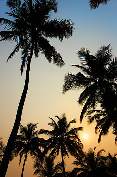 istock Palms and sun, tropical sunset taken in Goa, India 540367844