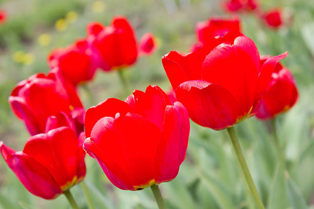 istock Summer bright wonderful red tulips close 540368532