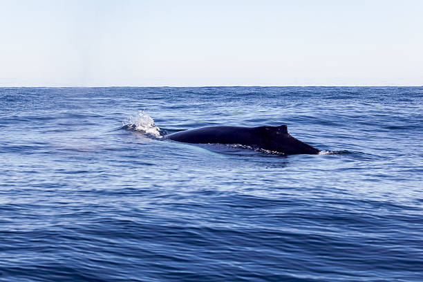 istock Dorsal Finn of a Whale 540368708