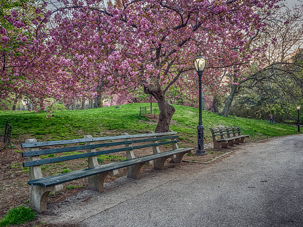 istock Prunus serrulata or Japanese Cherry 540368968