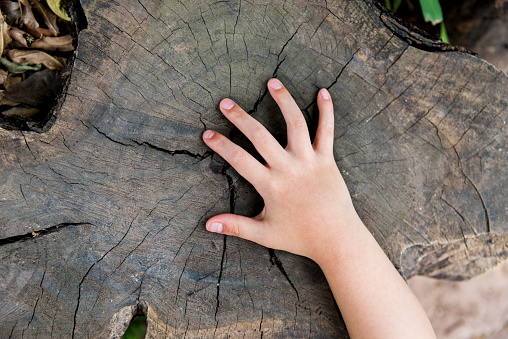 Child hand on old tree stump.