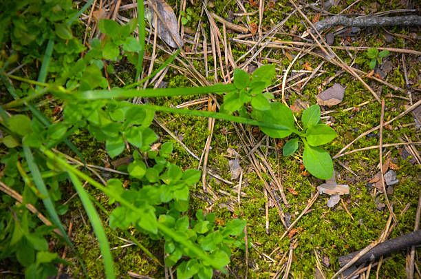 Moss plant and little plant on the floor