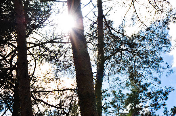 istock Clouds in the sky and background of tree branches 540369394