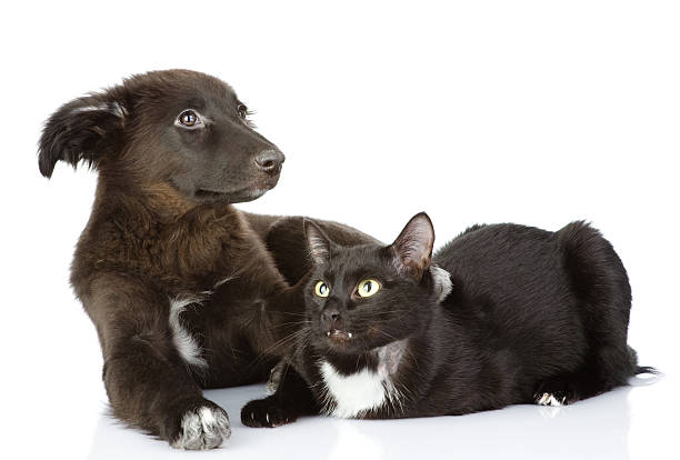 istock cat and dog lie together. Isolated on a white background 540369630