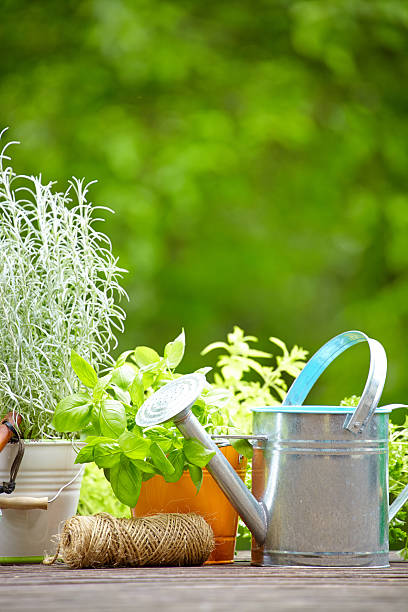istock Outdoor gardening tools 540369796