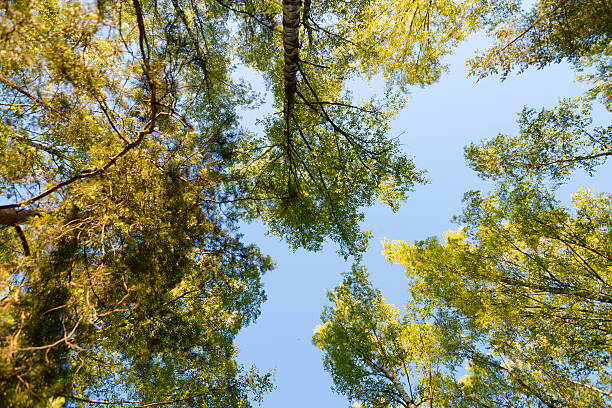istock Tree branches with autumn foliage in sunlight against blue sky 540370284