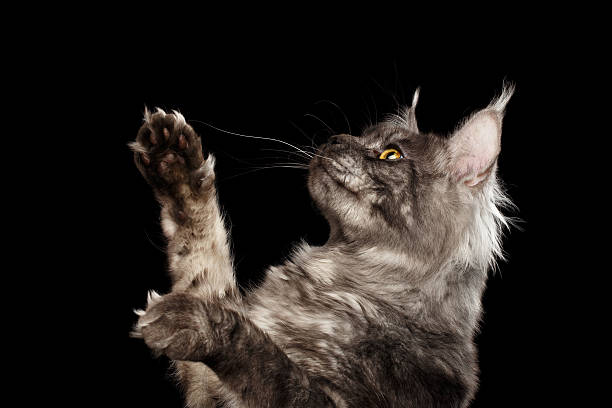 istock Closeup Maine Coon Cat Raising Paws up Isolated Black Background 540370304