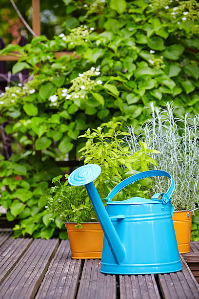 istock Outdoor gardening tools 540370518