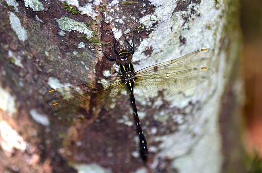 Giant brown and green striped dragonfly perched on a ichen covered tree trunk