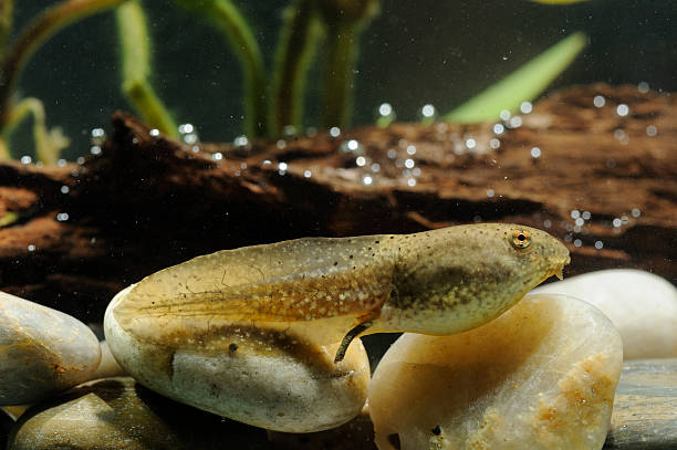 tadpole to bullfrog - kikkervisje stockfoto's en -beelden
