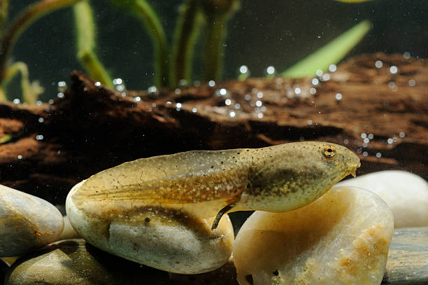 girino de rã-gigante - american bullfrog amphibian animal bullfrog imagens e fotografias de stock