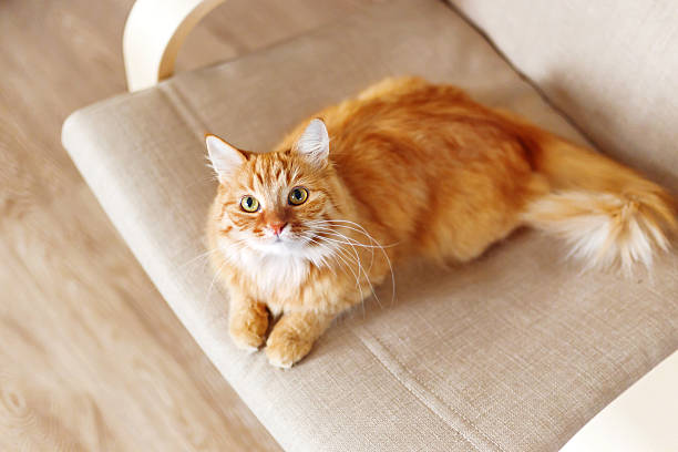 istock Cute ginger cat lying on chair. Fluffy curious pet. 540371866