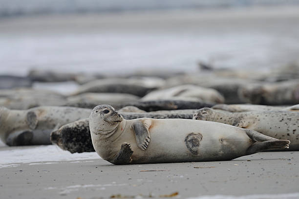 A baby north sea seal lying on the beach of the island of Amrum in the north sea of Germany