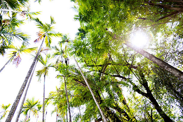 istock Low angle view of many palm trees 540373174