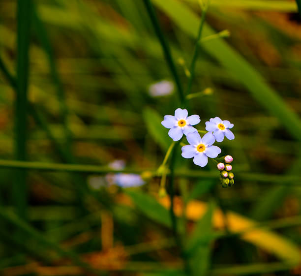 istock Wild wood forget-me-not flowers 540373958