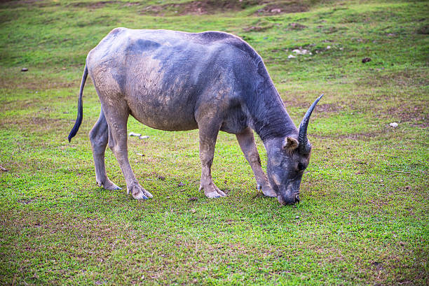 istock Buffalo on the prairie in thailand. 540374084