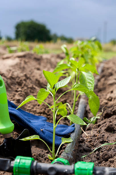 istock Young sprouts pepper and garden tools with drip irrigation 540374642