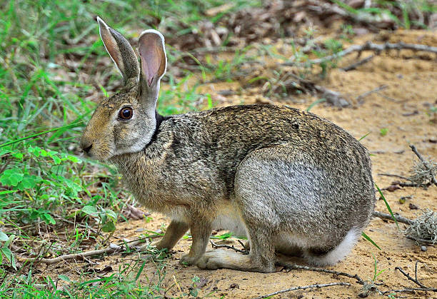 istock Rabbit in Yala National Park Sri Lanka / Asia 540374948
