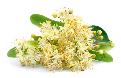 Linden flowers on a white background