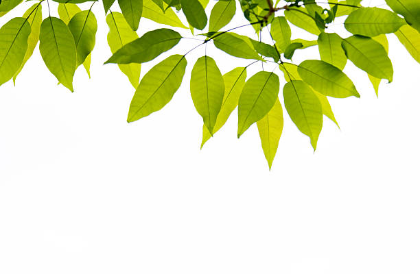 istock Fresh leaves isolated on white background 540375272