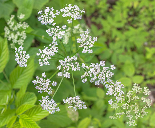 istock White flowers in the forest of Eastern Europe 540375310