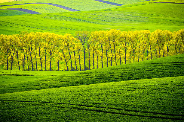 istock Green wavy hills in South Moravia 540375350