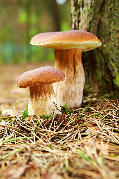 istock boletus mushroom in the moss 540375794