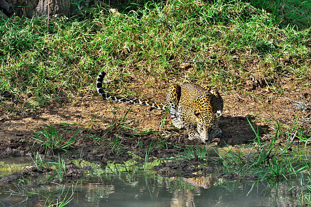 istock Leopard drinking water in Yala Nationalpark Sri Lanka / Asia 540375936