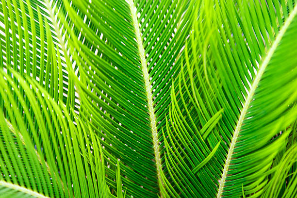 Encephalartos laurentianus shrub. Subtropical cycad evergreen palm like plant with red cones. Cycas.