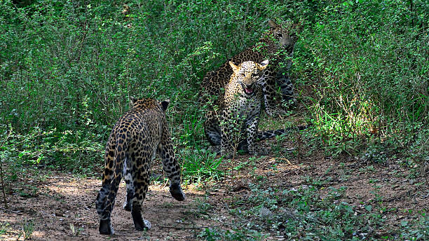 istock Leopard with cub in Yala Nationalpark Sri Lanka / Asia 540376344