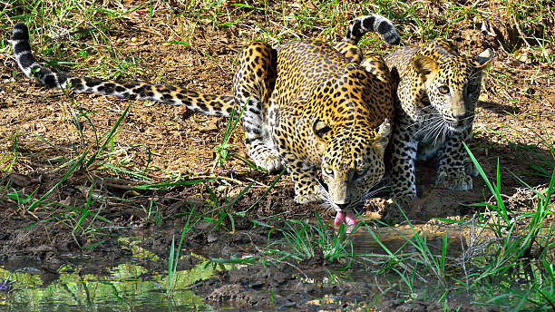 istock Leopard with cub in Yala Nationalpark Sri Lanka / Asia 540376346
