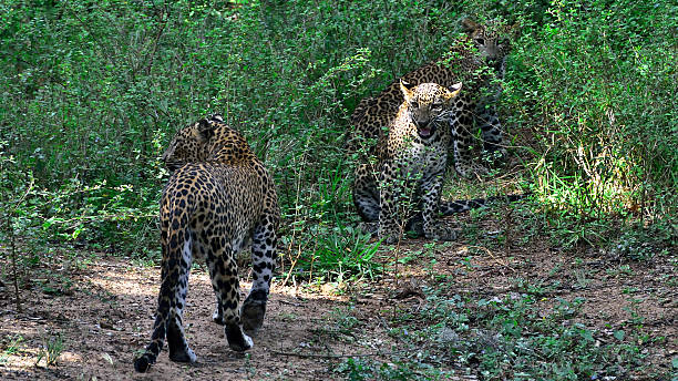istock Leopard with cub in Yala Nationalpark Sri Lanka / Asia 540376352