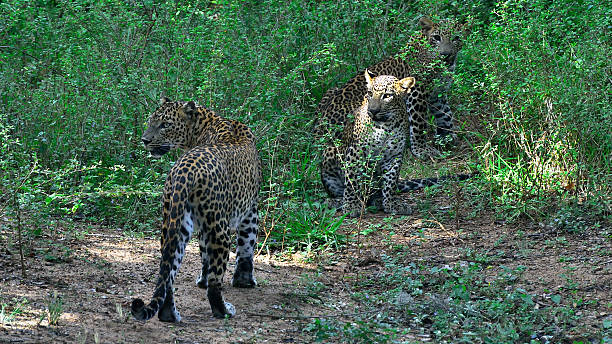 Leopard with cub in Yala Nationalpark Sri Lanka / Asia