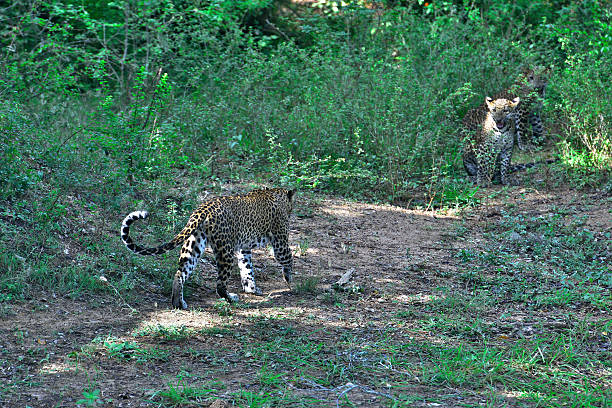 istock Leopard with cub in Yala Nationalpark Sri Lanka / Asia 540376418