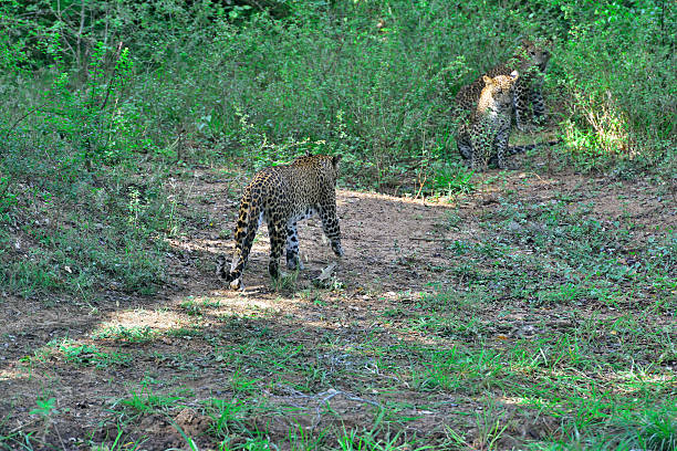 istock Leopard with cub in Yala Nationalpark Sri Lanka / Asia 540376442