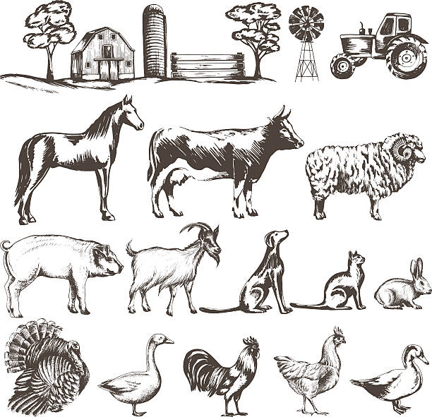 set of sketches Vector set of sketches of farm animals isolated on white background. farm landscape. Countryside, barn, tractor, nature animal hand stock illustrations