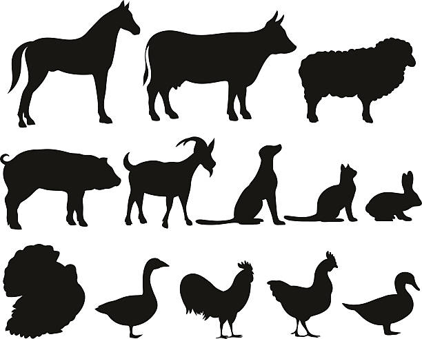 istock set of silhouettes of farm animals 540376816