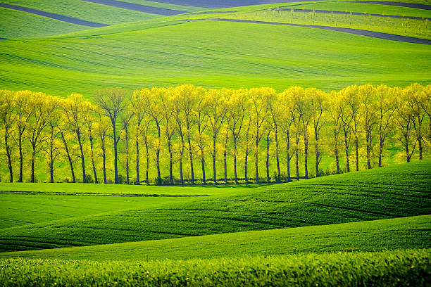 istock Green wavy hills in South Moravia 540377064