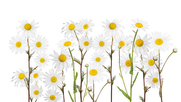 istock isolated group of fine chamomile flowers 540377112
